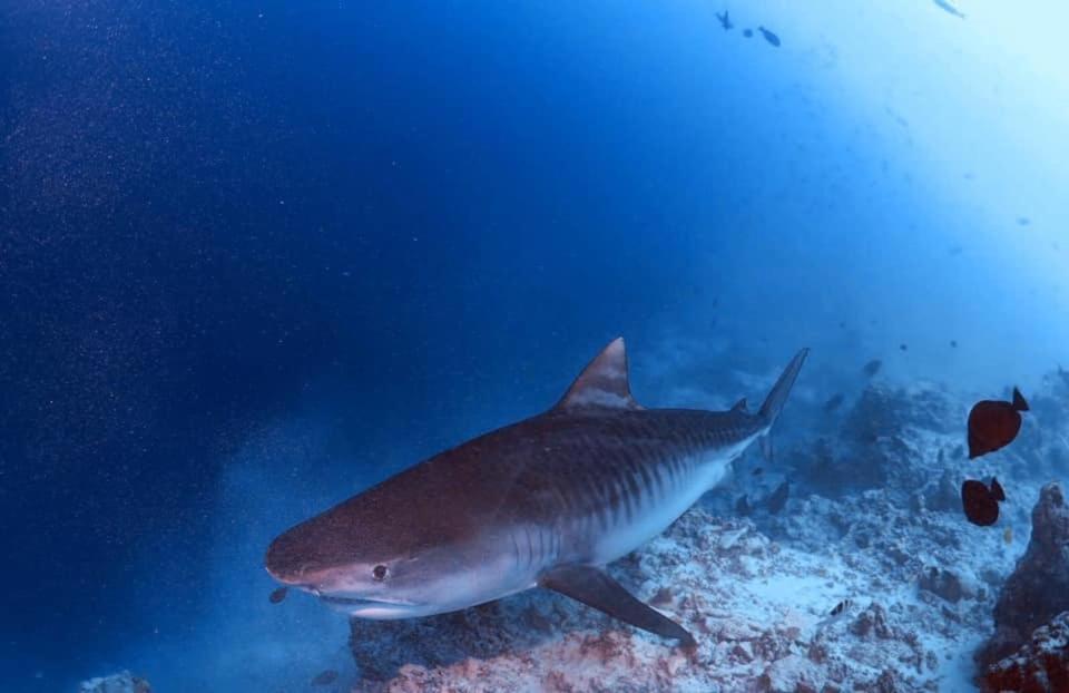 Endhaa, Divers Home Fuvahmulah Dış mekan fotoğraf