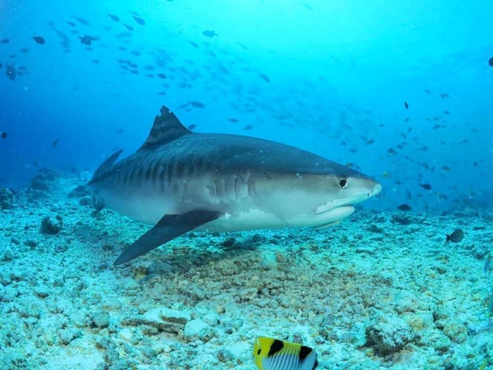 Endhaa, Divers Home Fuvahmulah Dış mekan fotoğraf