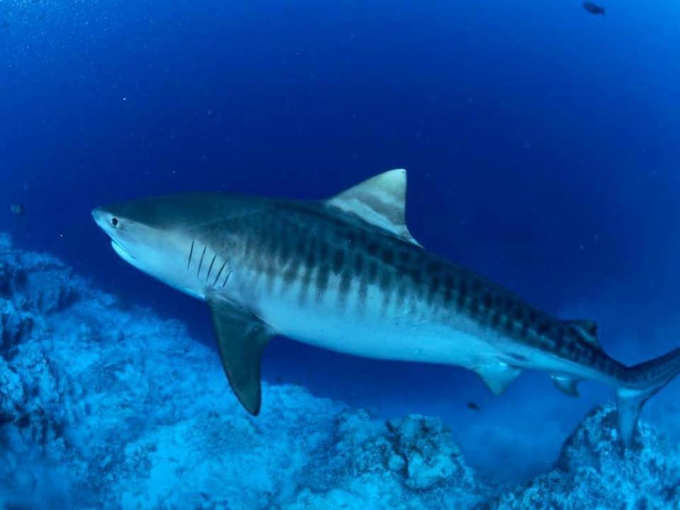 Endhaa, Divers Home Fuvahmulah Dış mekan fotoğraf